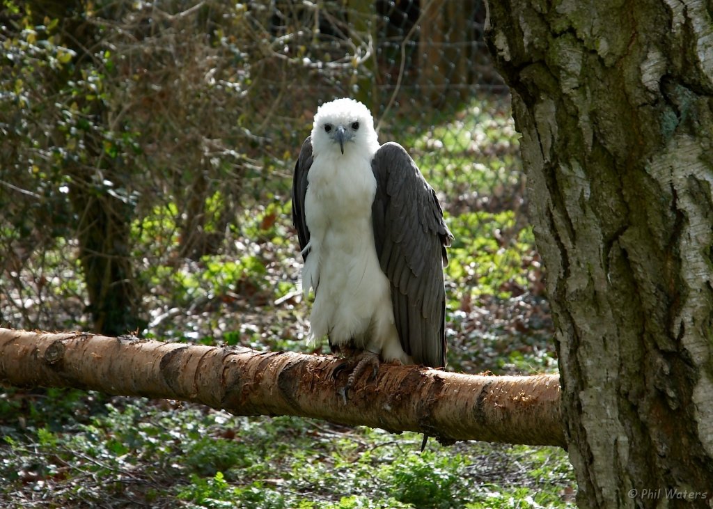 Hawk_Conservancy 022.jpg